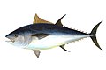 Bluefin-big.jpg