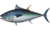 Thunnus thynnus.png