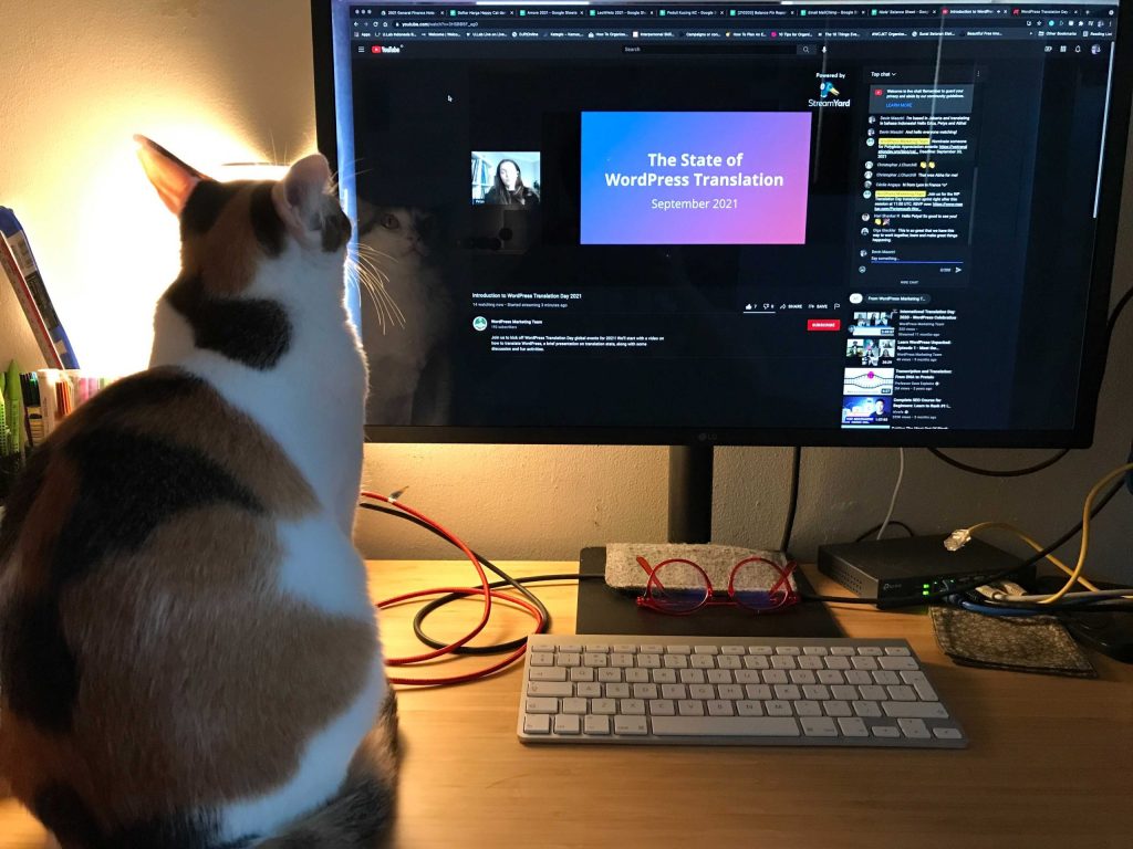 Одна из кошек Девин наблюдает за онлайн-трансляцией событий WPTranslationDay 2021.