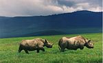 Two rhinos walk alongside each other in an empty field, with shadowed mountain ranges in the background.