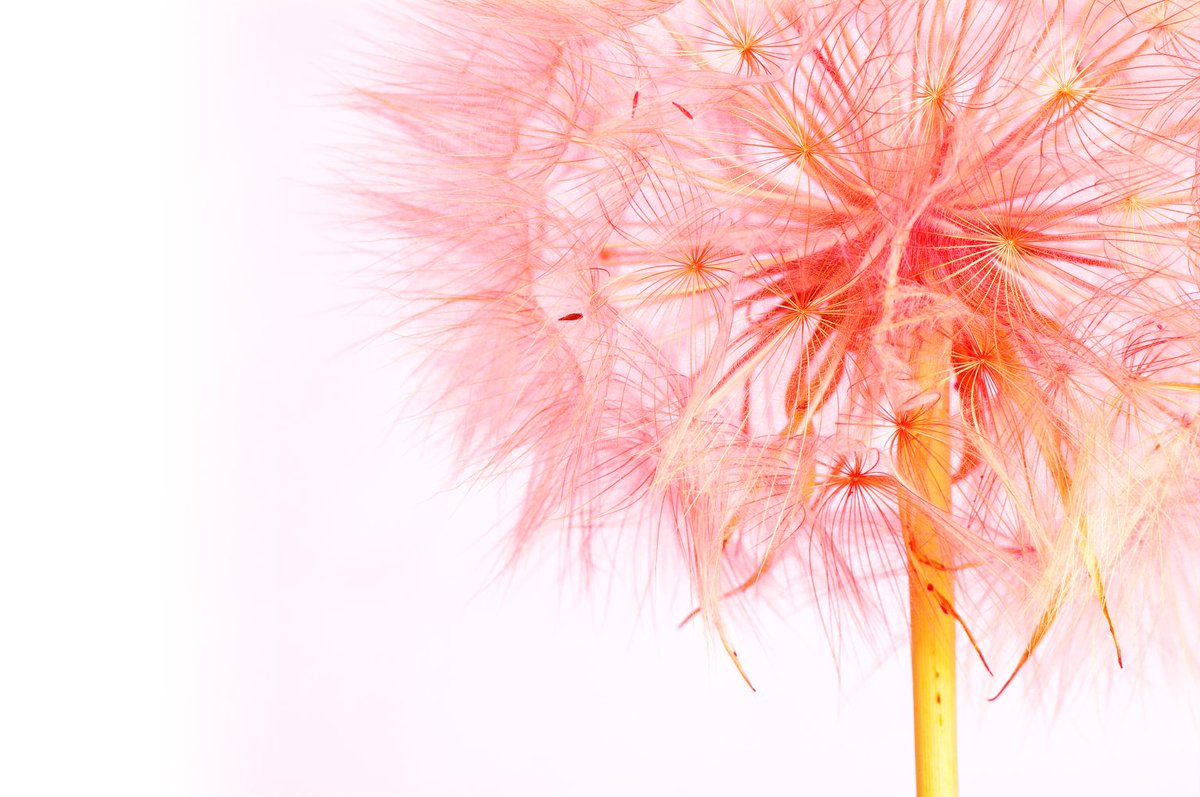 Close-up of a dandelion head under pink light.