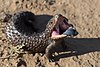 Shingleback lizard.jpg