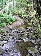 Stream in the redwoods.jpg