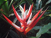 Heliconia angusta (BG Zurich)-02.JPG