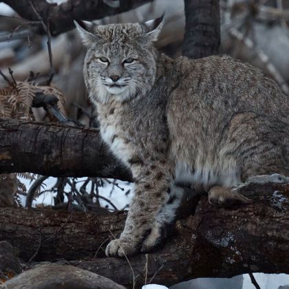 https://upload.wikimedia.org/wikipedia/commons/thumb/e/ee/Bobcat_in_Yosemite.jpg/1024px-Bobcat_in_Yosemite.jpg