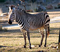 Equus zebra - Disney's Animal Kingdom Lodge, Orlando, Florida, USA - 20100119.jpg