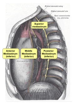 Mediastinum.png