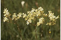 ZigadenusGlaberrimus.jpg