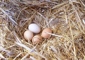 Chicken eggs.jpg