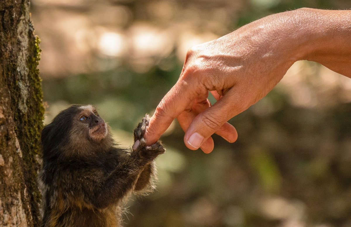 A small monkey holds an outstretched human finger.