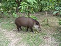 Tapir colombia.JPG