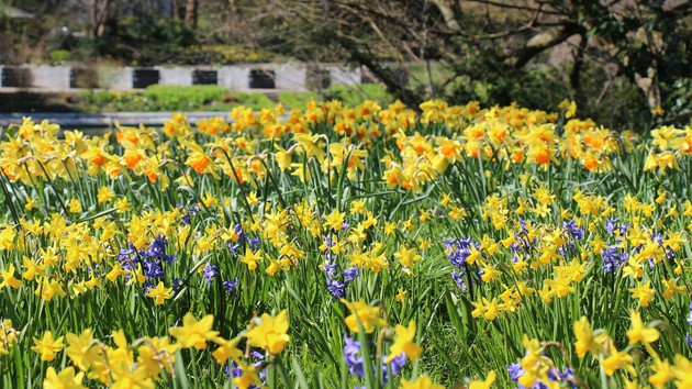 Blumenpracht zeigt sich auf innerstädtischen Plätzen