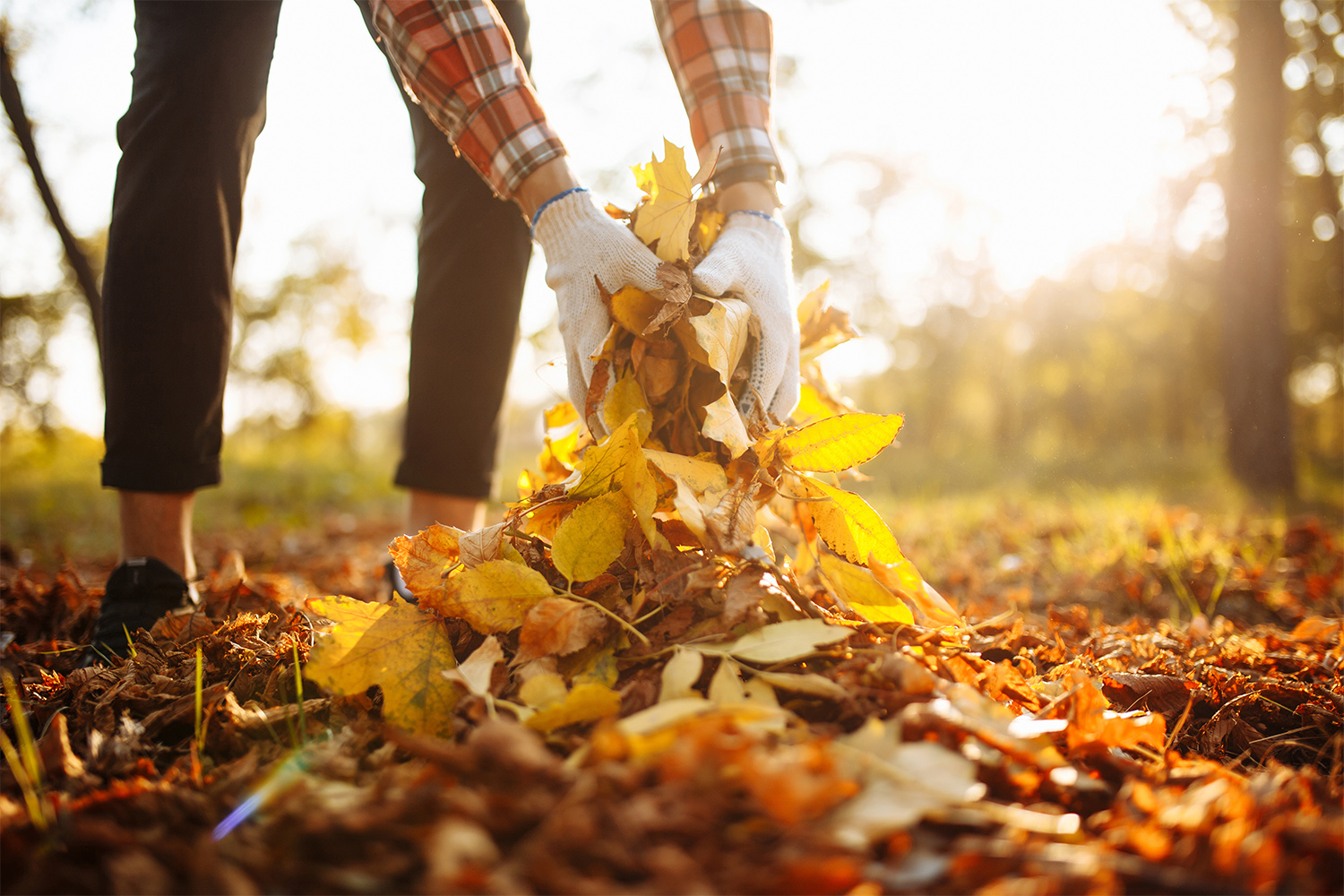 Person picking up leaves in the yard