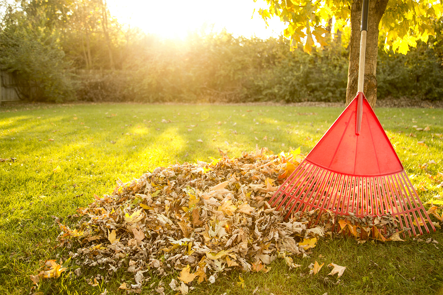 Rake and small leaf pile in back yard