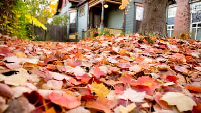 fall leaves next to a house