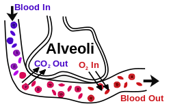 Alveoli.svg