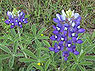 Bluebonnets