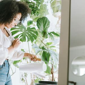 Young Woman Waters Her Houseplants