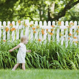 Toddler girl walking in front of orange flowers and white fence