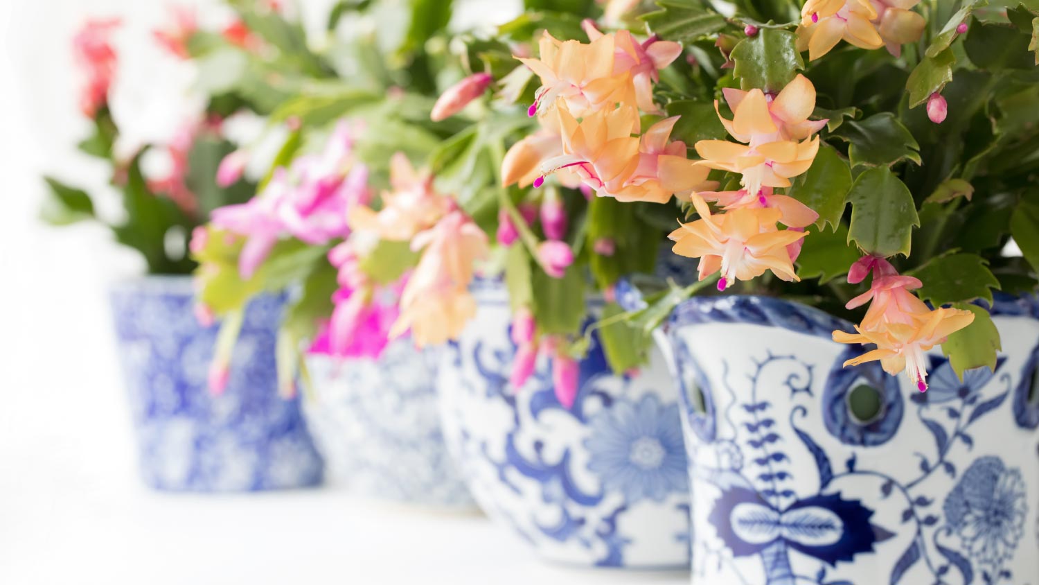 Different colored Christmas Cactus plants in blue and white planters
