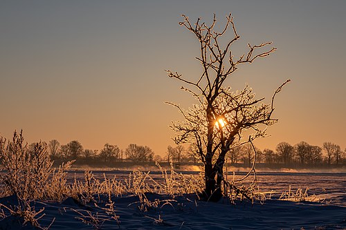 Dülmen, Hausdülmen, eisbedeckter Strauch -- 2021 -- 5033-7.jpg