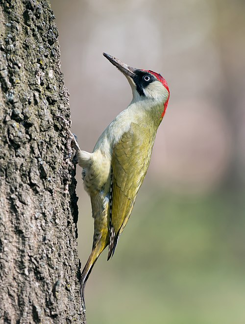 Жовна зелена (Picus viridis).jpg