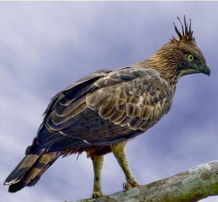 Nisaetus cirrhatus.jpg