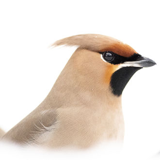 En la imagen, tres pájaros que se ven de pecho para arriba, parcialmente ensombrecidos por la nieve que cubre el suelo.