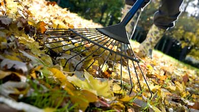 Gardener raking up fallen autumn leaves