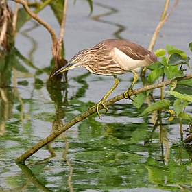 Indian Pond Heron Perched Shrubs Veinthaan TN Jan22 D72 22258.jpg