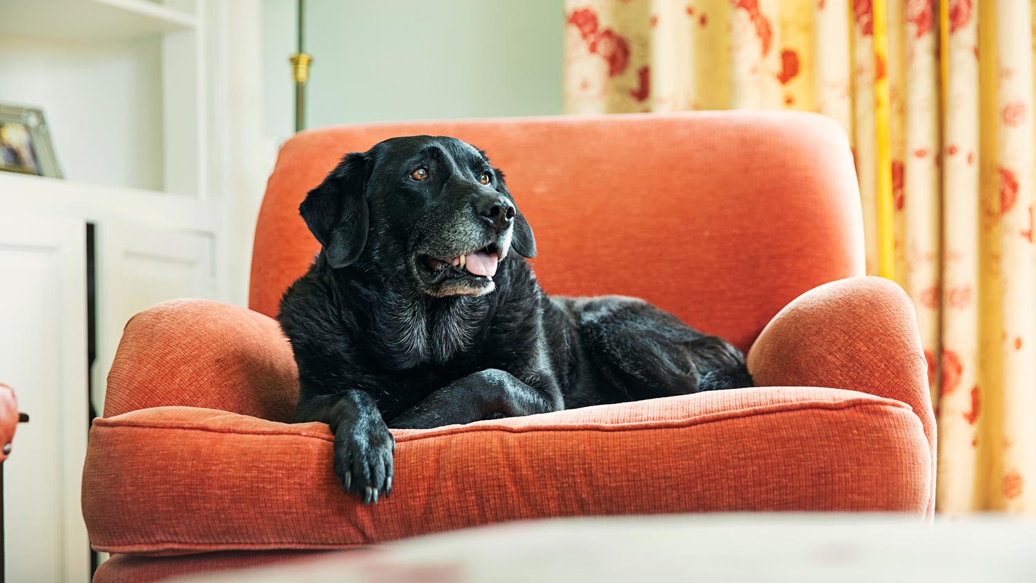 A senior Labrador relaxing on an armchair