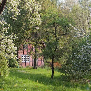 Farm house with blooming apple trees in the yard