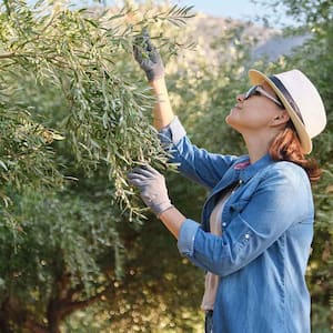 Woman inspecting olive trees in her farm