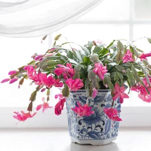 Pink blooming Christmas Cactus in a a bright window