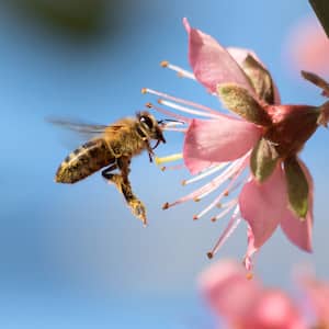 A honeybee flying close to a flower