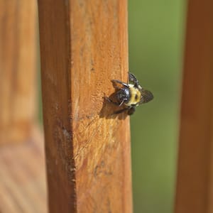  A carpenter bee burrowing into a deck