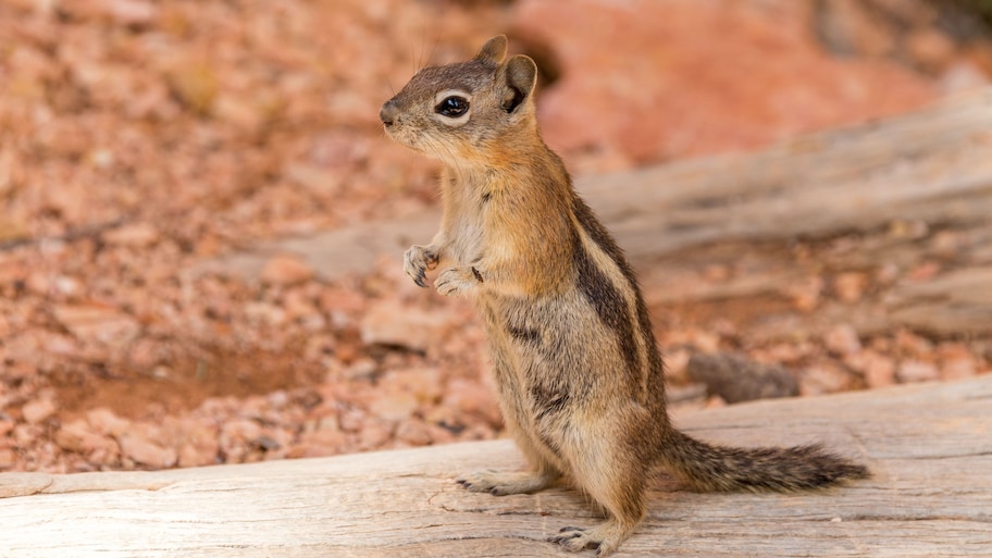 A chipmunk standing on a piece of wood