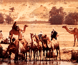 Camels in Chad.png