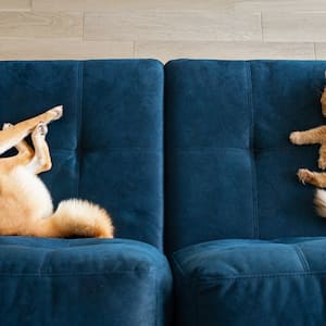 A dog and a cat sleeping on a blue couch