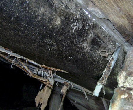 White Mold in Your Crawl Space: How to Fix the Problem