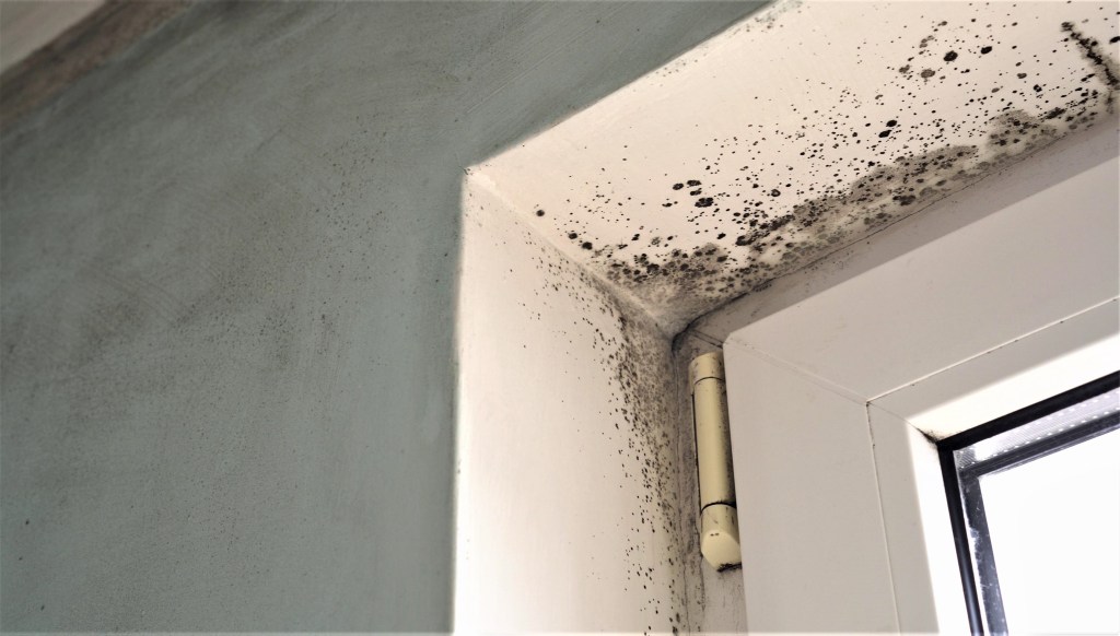 mold causing poor air quality