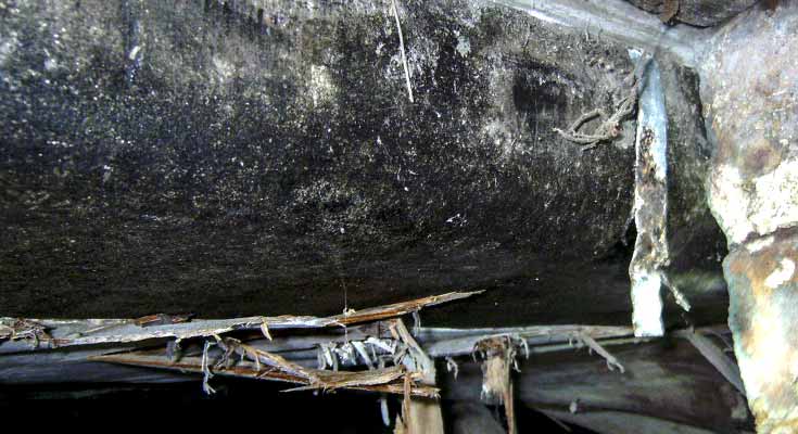 dangers of crawl space mold