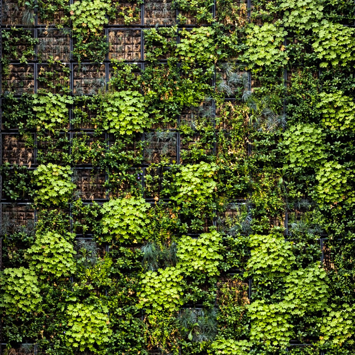 Plants hinging on a wall that look like a contribution graph