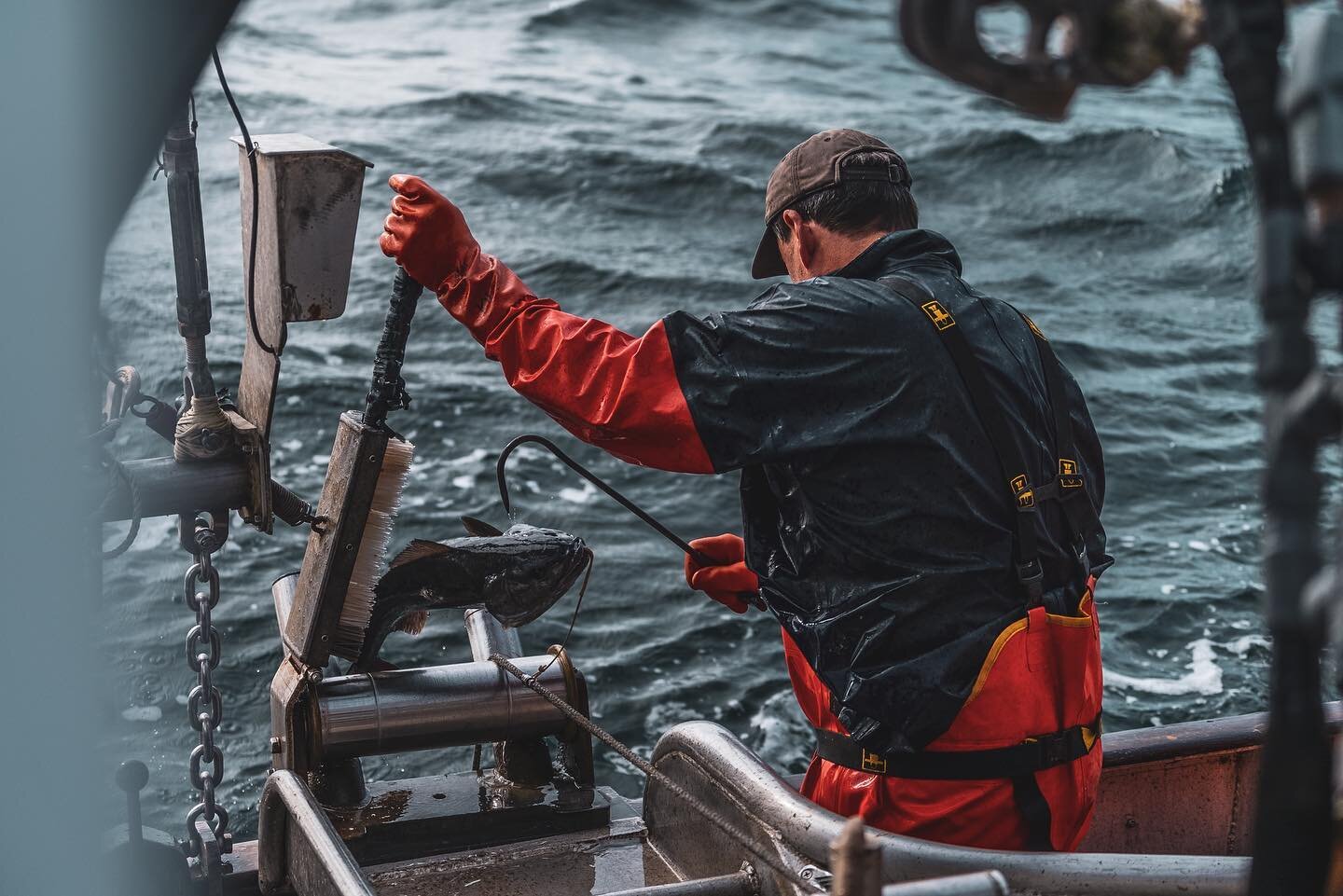 Kurt Hansen, Captain of the F/V Middleton (and a member of our Co-op&rsquo;s Board of Directors), pulls in a longline caught black cod - one hook, one fish. 🙌

PC - @aaminks for Alaska Gold

#blackcod #sablefish #butterfish #guycotten #commercialfis