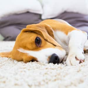 Beagle snuggling into freshly cleaned cream carpet 