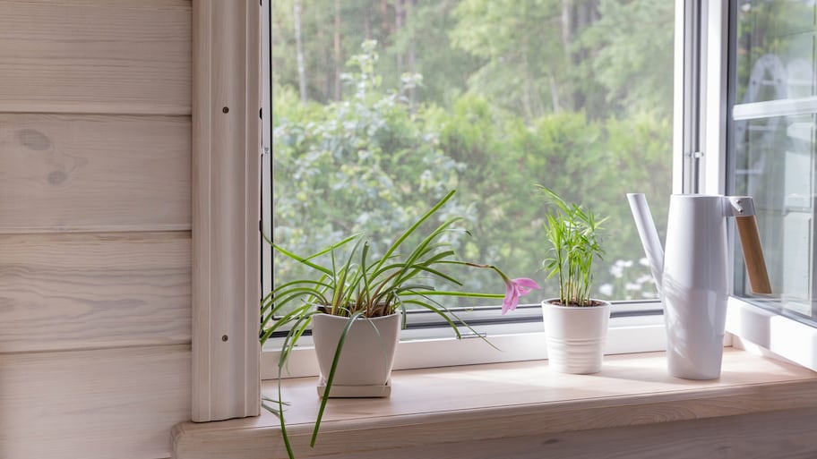 Plants and a watering can in front of a window screen