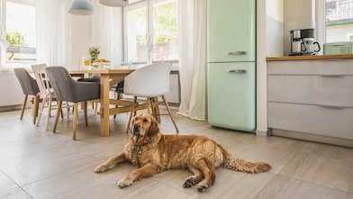 Golden retriever laying by kitchen table