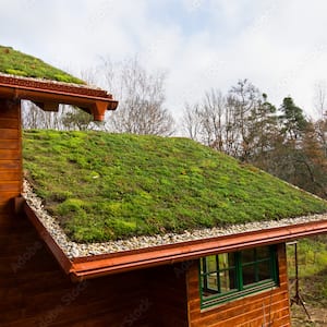 Wooden house with extensive green living roof