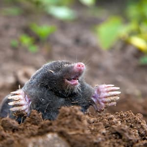 A mole coming out of the ground