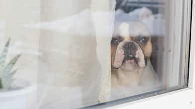 French bulldog looking out window